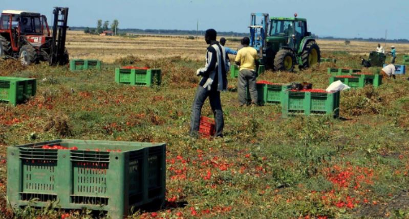 Migranti e lavoro in agricoltura: come prevenire infortuni e malattie